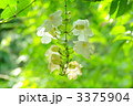 白花のベンガルやはずかずら