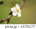 二季桜