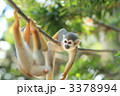 遊びの名人　リスザル