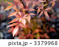 南天の葉