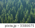 杉林