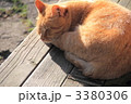猫の昼寝