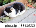 昼寝する猫