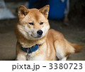 3380723