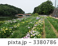 香川県亀鶴公園の花菖蒲