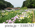 香川県亀鶴公園の花菖蒲