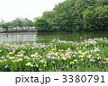 香川県亀鶴公園の花菖蒲