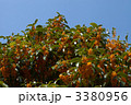花咲くキンモクセイの木