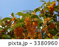 キンモクセイの花のアップ