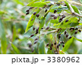 ハト麦_収穫期
