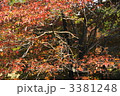 10月　ハナミズキ・ミズキ科64紅葉