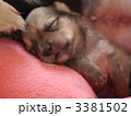チワックスの子犬の寝顔