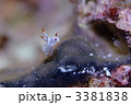 ウミウシ