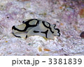 ウミウシ