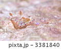 ウミウシ