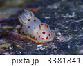 ウミウシ