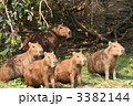 カピバラ