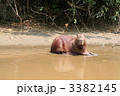 カピバラ