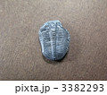 三葉虫　２