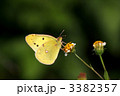 コセンダングサの花蜜を吸うモンキチョウ