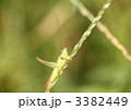 クサキリ♀