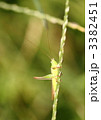 クサキリ♀