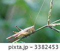 クサキリ♀