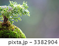 苔玉
