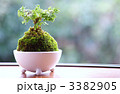 苔玉