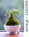 苔玉