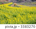 明日香の菜の花畑