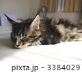窓際で昼寝をしているメインクーンの仔猫