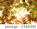 金紅葉　光