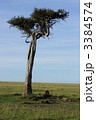 3384574