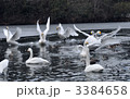 白鳥の乱舞