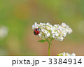 ソバの花とてんとう虫