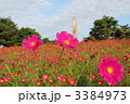 コスモス満開の公園