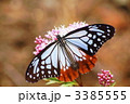 フジバカマで吸蜜するアサギマダラ