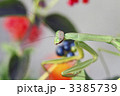 カマキリ