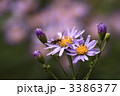 シオンの花