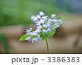 ユヘパトリウム
