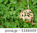 葉っぱ