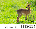 3389115