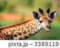 3389119