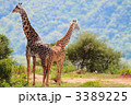 3389225