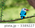 3389227