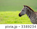 3389234