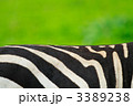 3389238