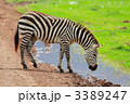 3389247