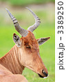 3389250